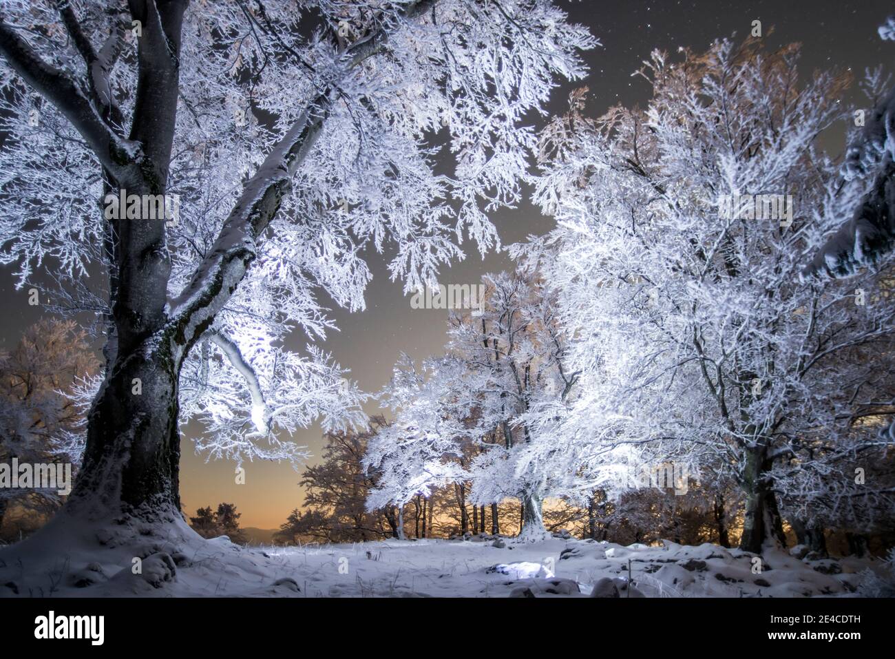 In der Nacht unter den Sternen, Bäume mit Reif beleuchtet Stockfoto