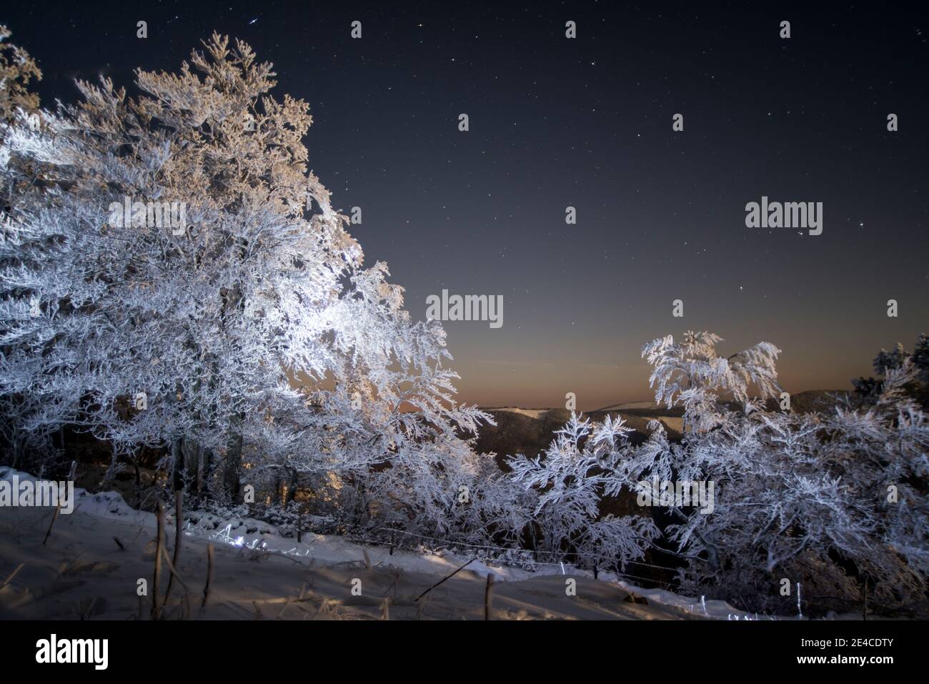 In der Nacht unter den Sternen, Bäume mit Reif beleuchtet Stockfoto