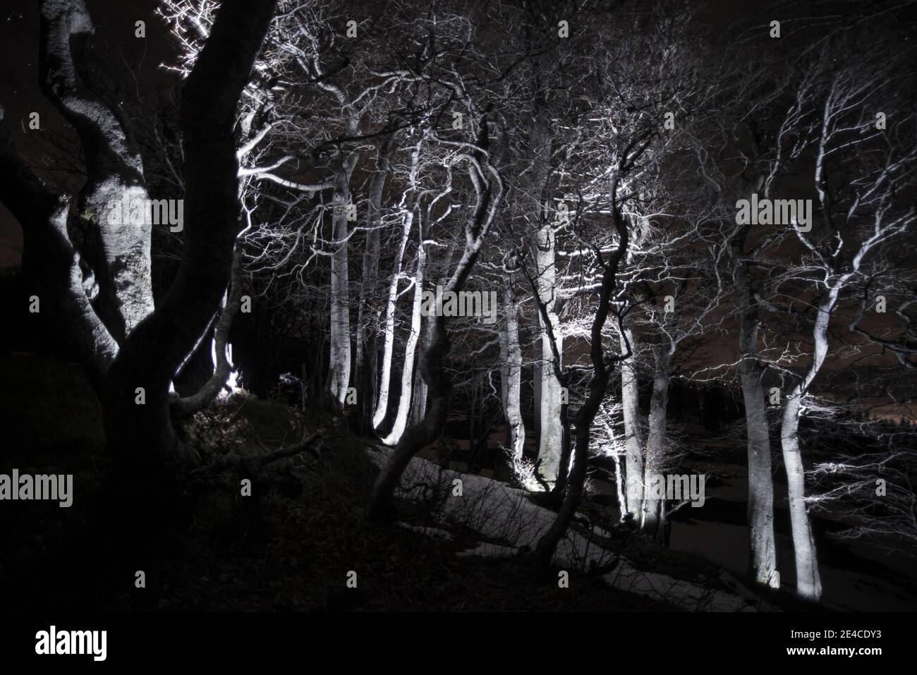 Nachts im gespenstisch beleuchteten Wald Stockfoto