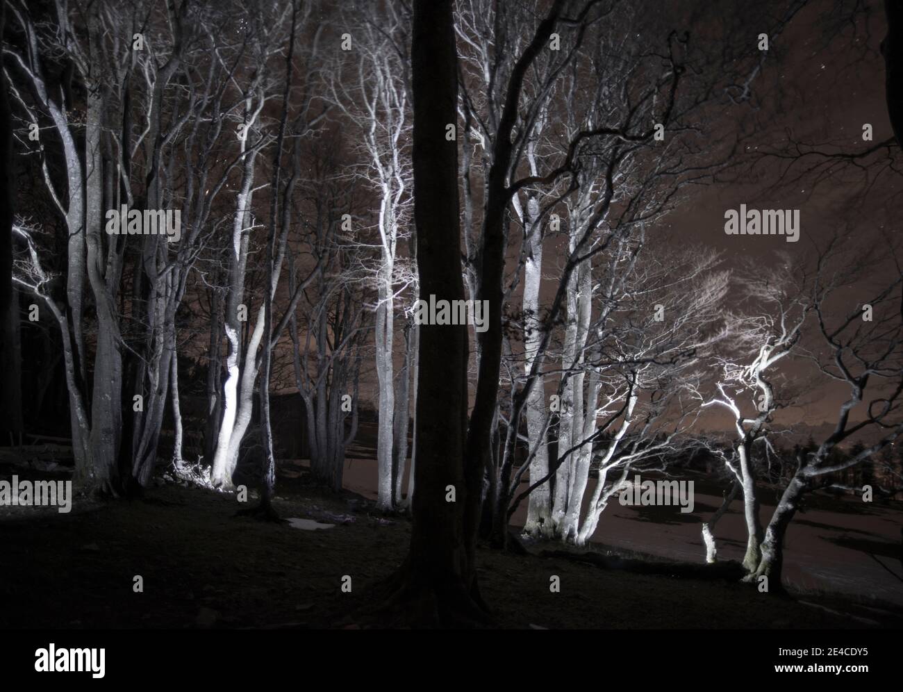 Nachts im gespenstisch beleuchteten Wald Stockfoto