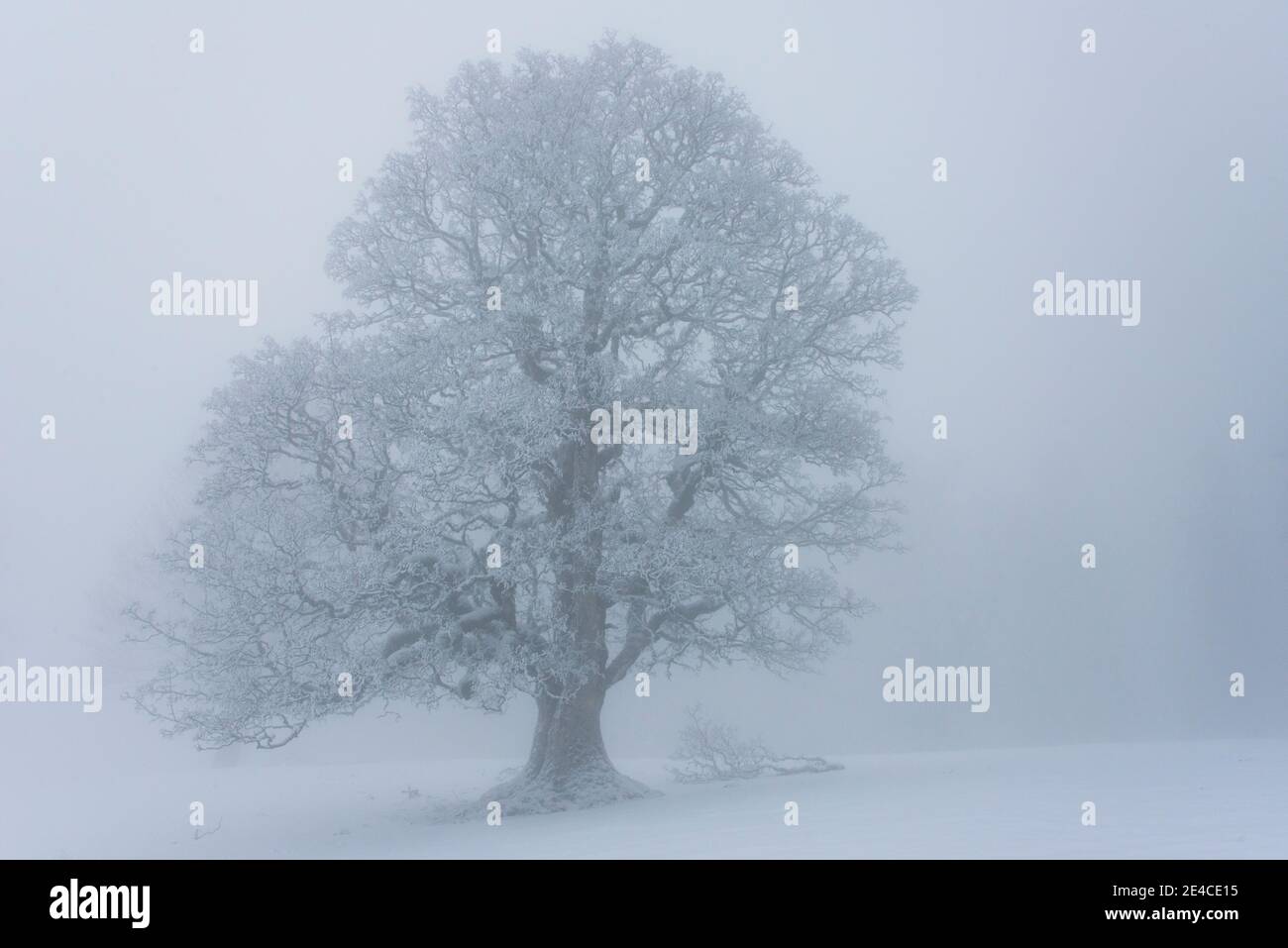 Baum Silhouette im Nebel Stockfoto