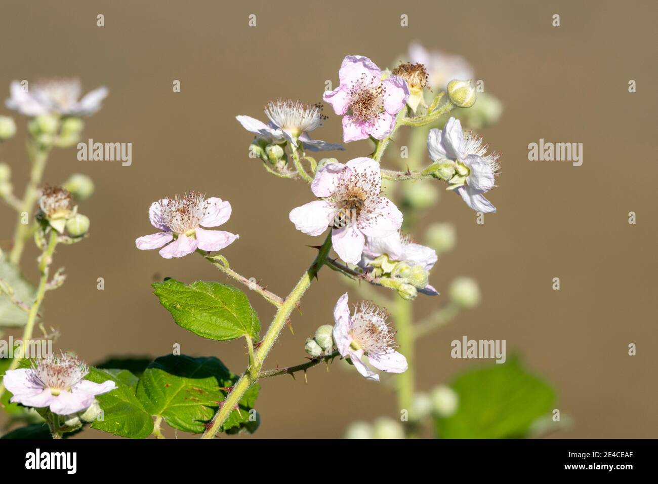 Brombeeren (Rubussekte Rubus), Blumen. Stockfoto