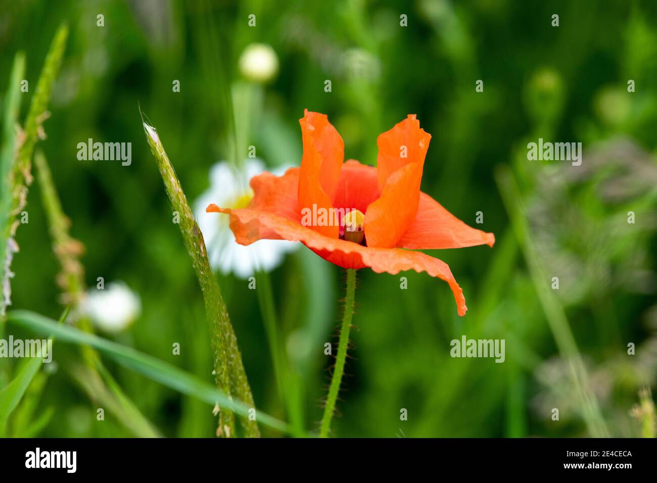 Maismohn (Papaver rhoeas), Mohnblume oder Maisrose. Stockfoto