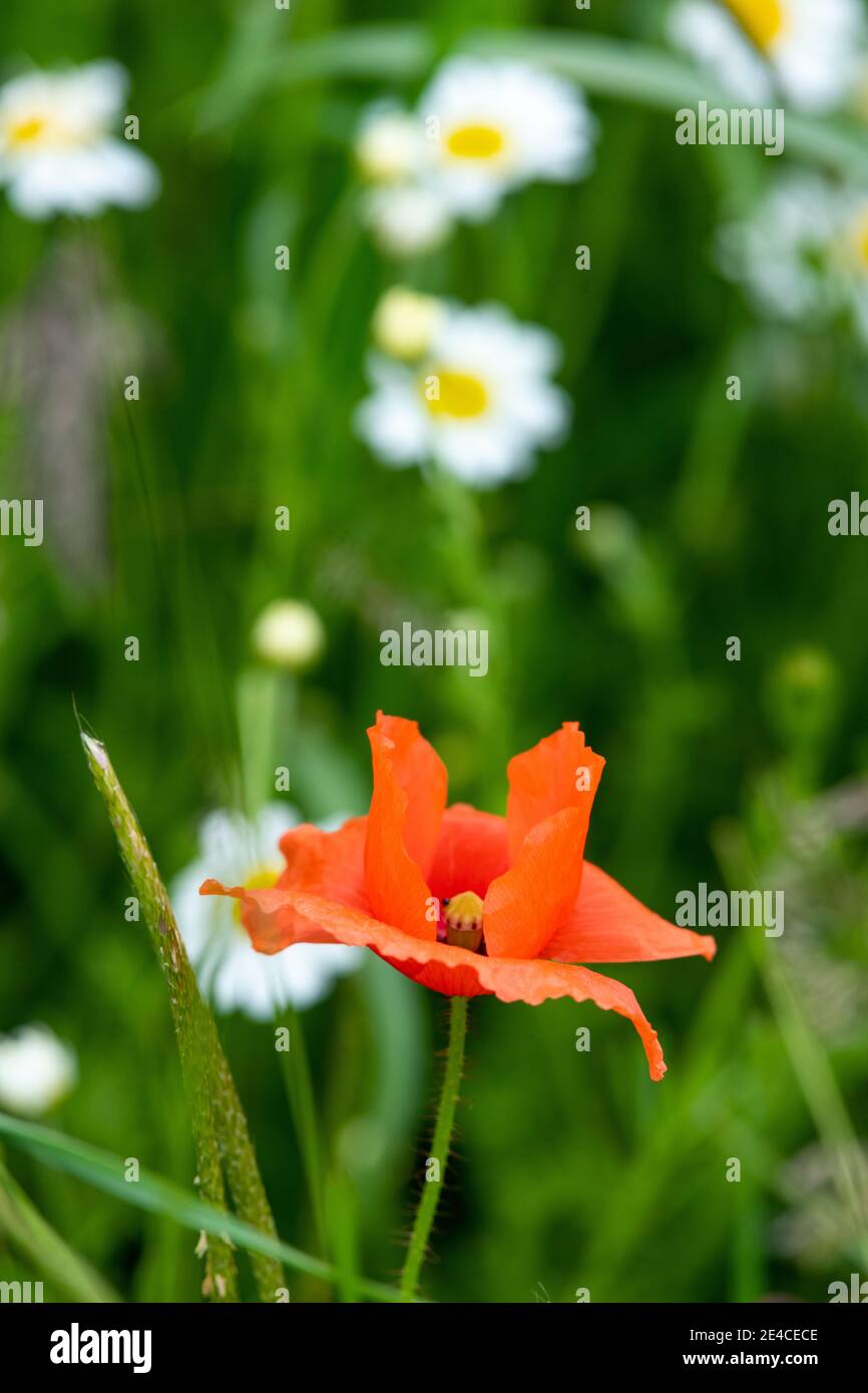 Maismohn (Papaver rhoeas), Mohnblume oder Maisrose. Stockfoto