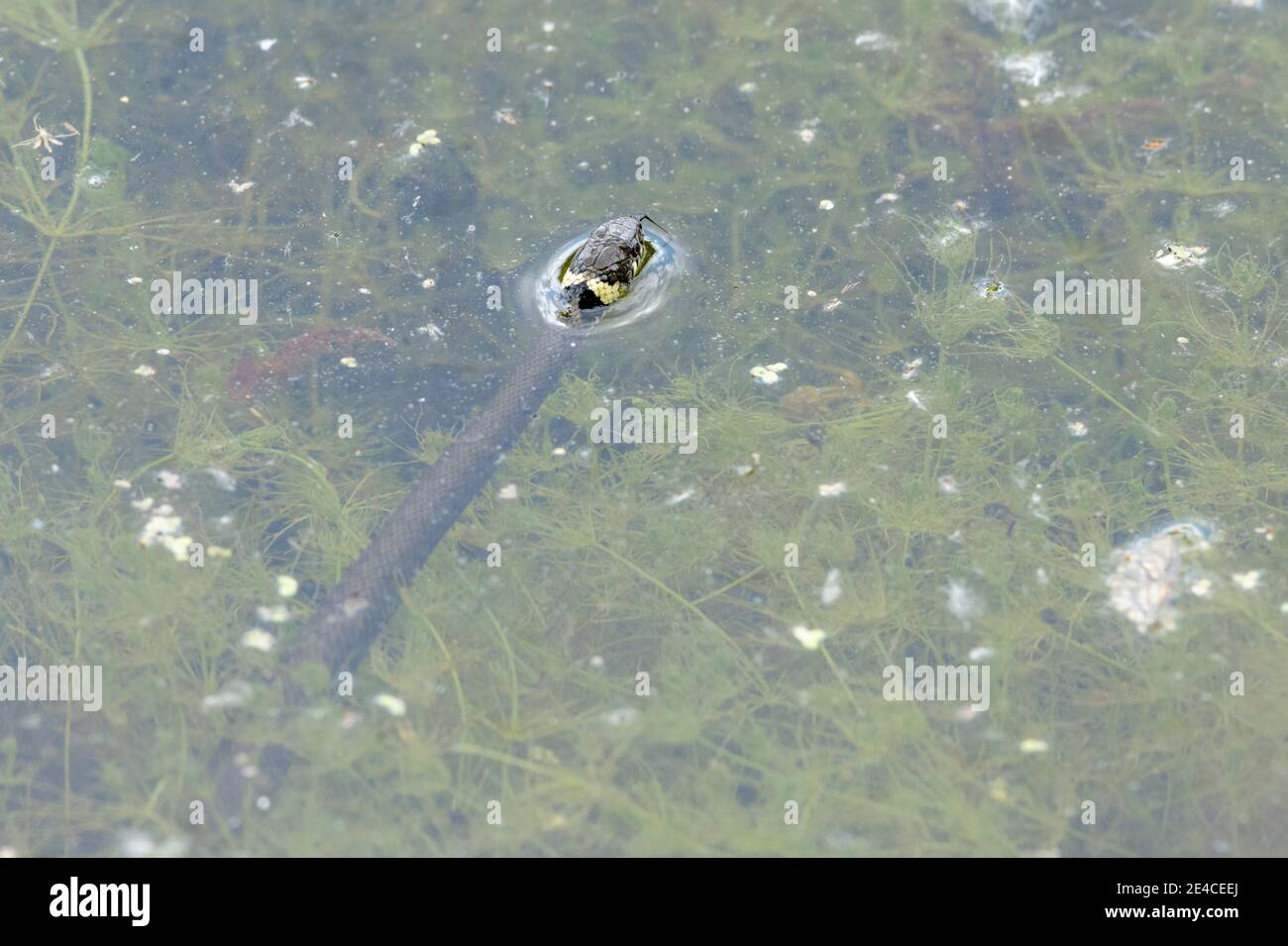 Grassnatter (Natrix natrix), junge Grassnatter im Wasser. Stockfoto