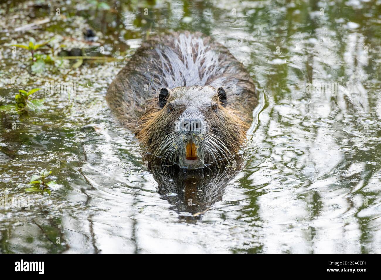 Nutria (Myocastor coypus), auch Biberratte, Sumpfbiber, Schwanzbiber, Schwanzratte oder Coypu genannt. Stockfoto