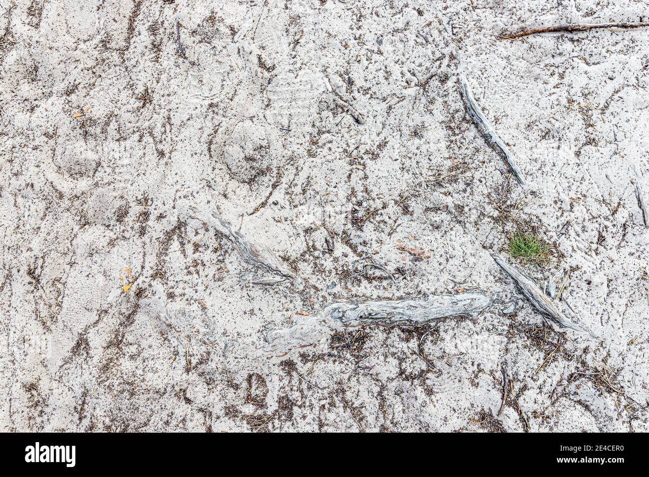 Detail des Sandweges durch die Nemitzer Heide mit Fußabdrücke und Wurzeln Stockfoto