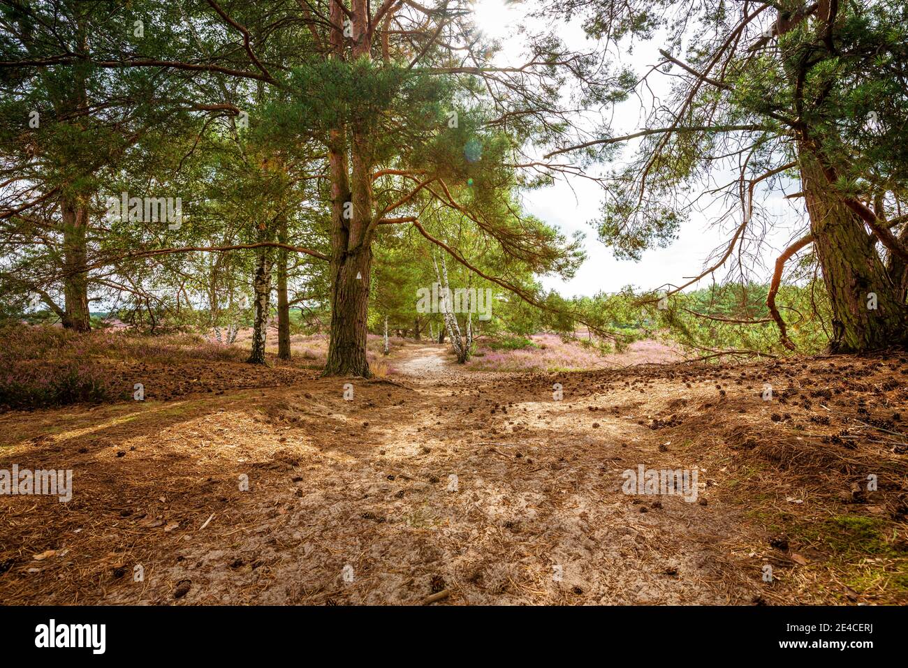 Ein sandiger Weg führt durch Kiefern in den Nemitzer Heide im Wendland Stockfoto