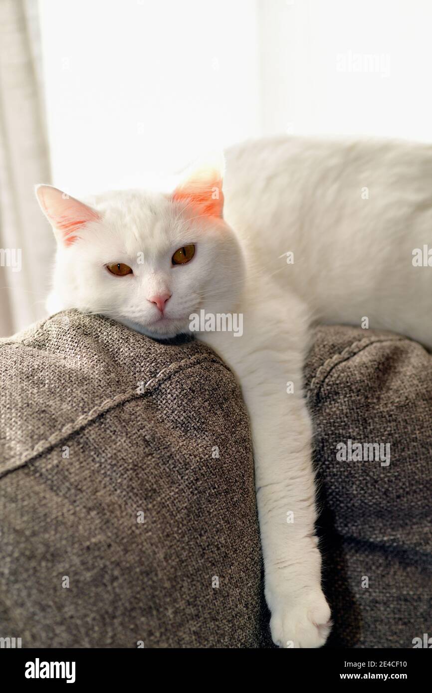 Schaumburg, Illinois, USA. Eine ganz weiße Hauskatze mit kurzen Haaren genießt einen entspannenden Barsch in der Morgensonne. Stockfoto