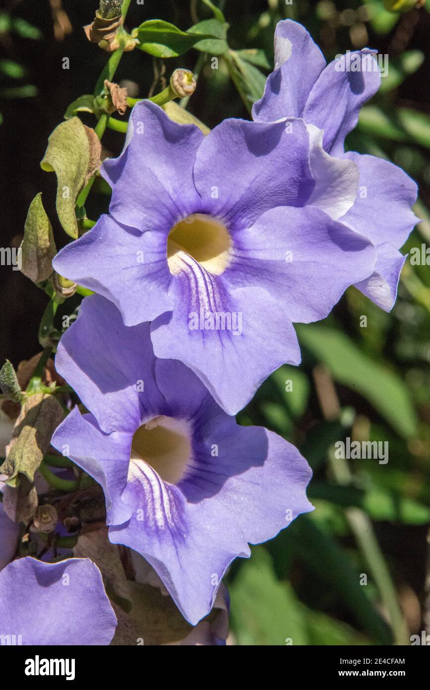 Blaue Blumen Ischia Stockfotos und bilder Kaufen Alamy