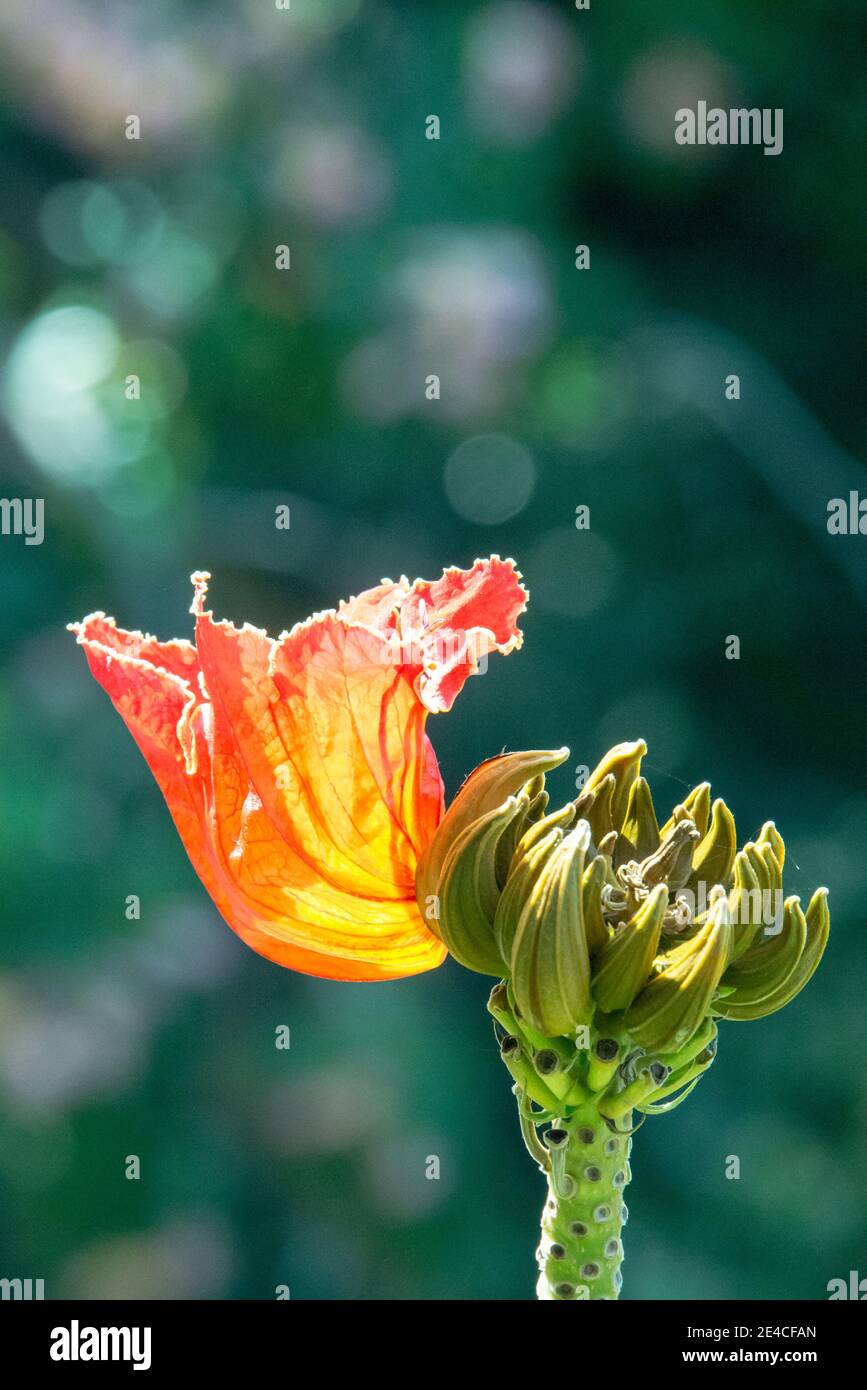 Blüte eines afrikanischen Tulpenbaums, Ischia Stockfoto