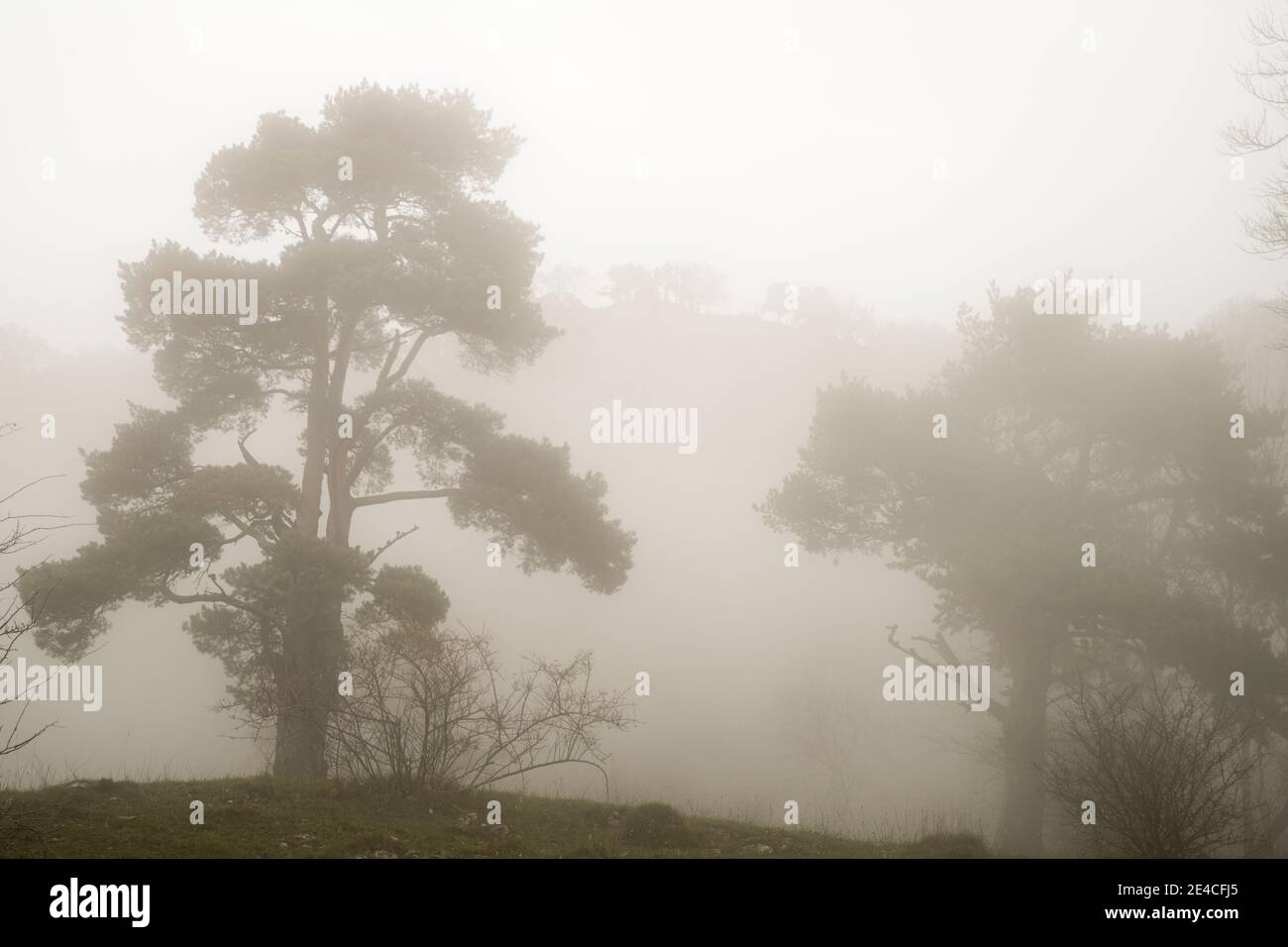 Baum Silhouette im Nebel Stockfoto