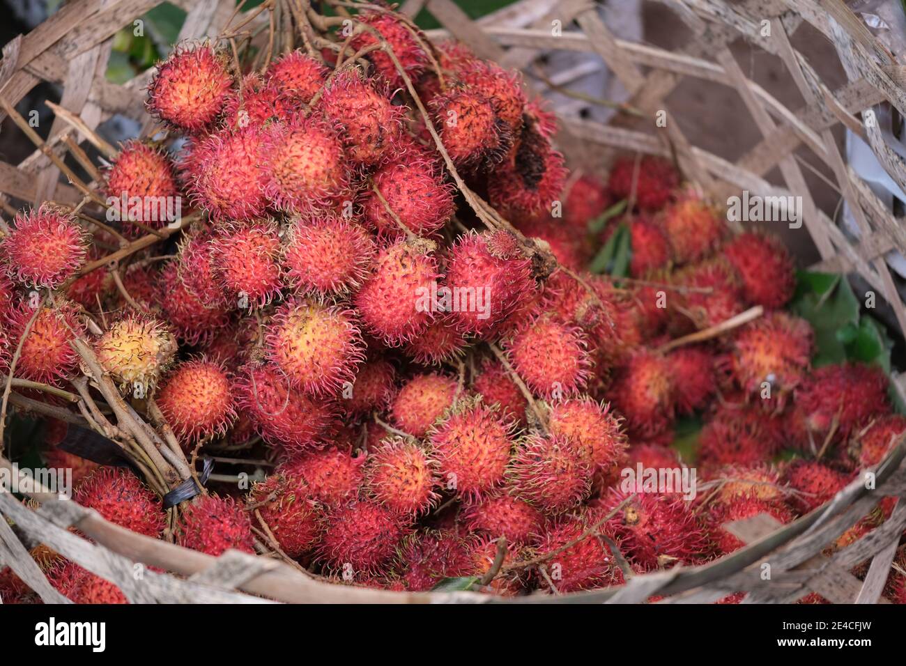 Indonesien Bali Negara - Pasar Umum Negara - Staatliche Öffentlichkeit Market - Rambutan Obstkorb Stockfoto
