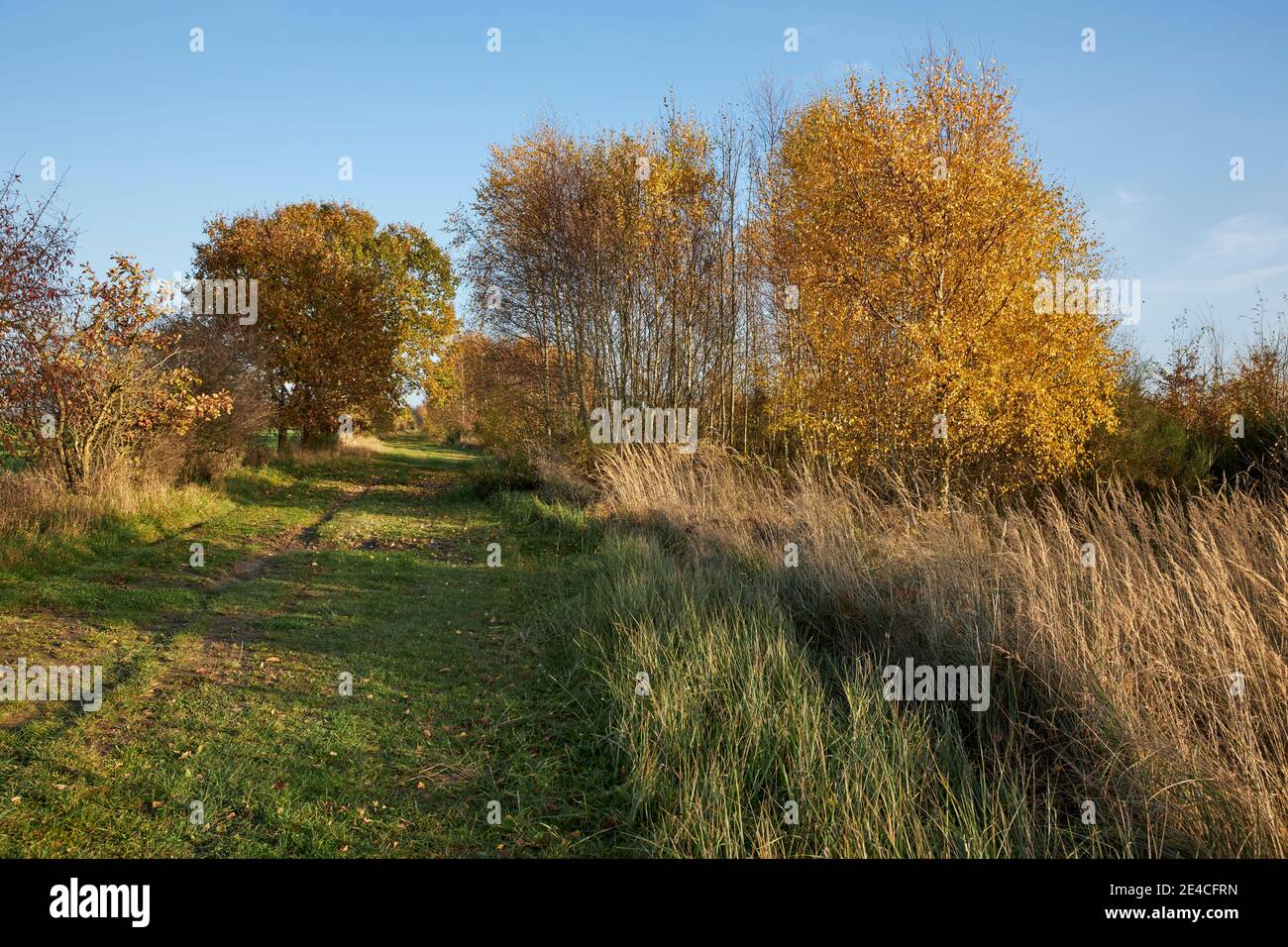 Mecklenburg-Vorpommern, Wanderweg, Grüngürtel Stockfoto