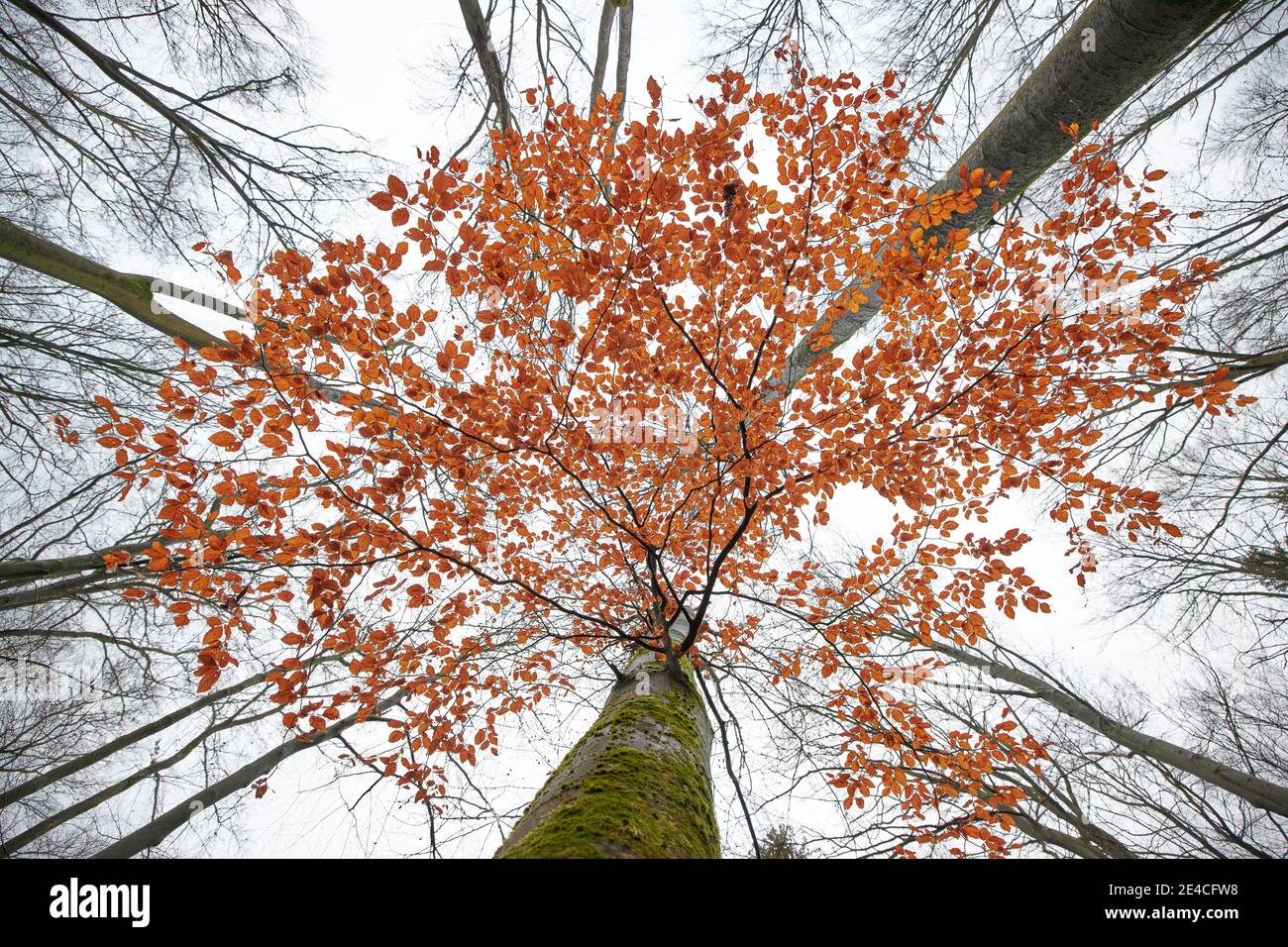 Buche, Herbst, niedrige Sicht Stockfoto