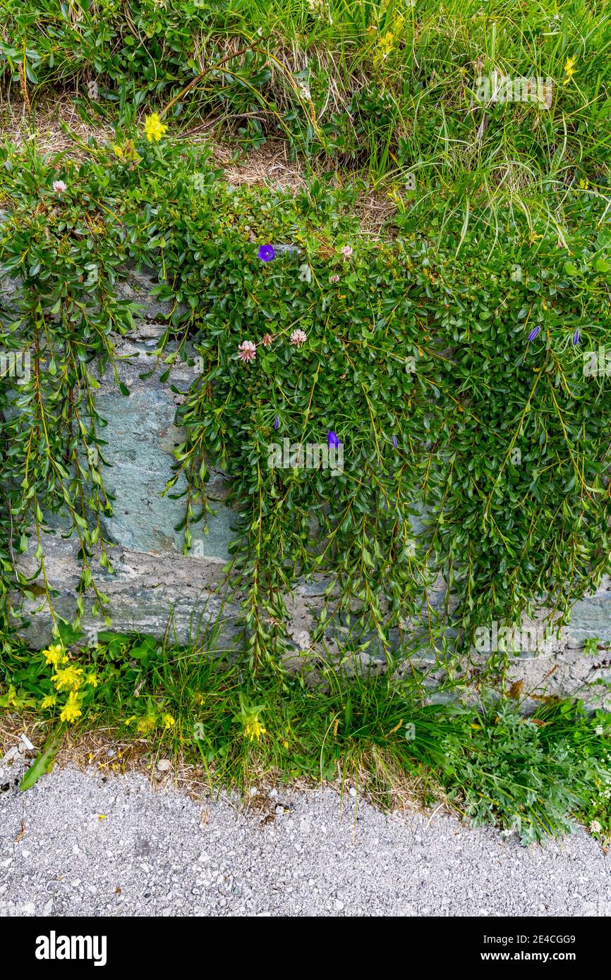 Hängende Alpenpflanzen, Kaiser-Panoramaweg, Großglockner Hochalpenstraße, Nationalpark hohe Tauern, Kärnten, Österreich Stockfoto