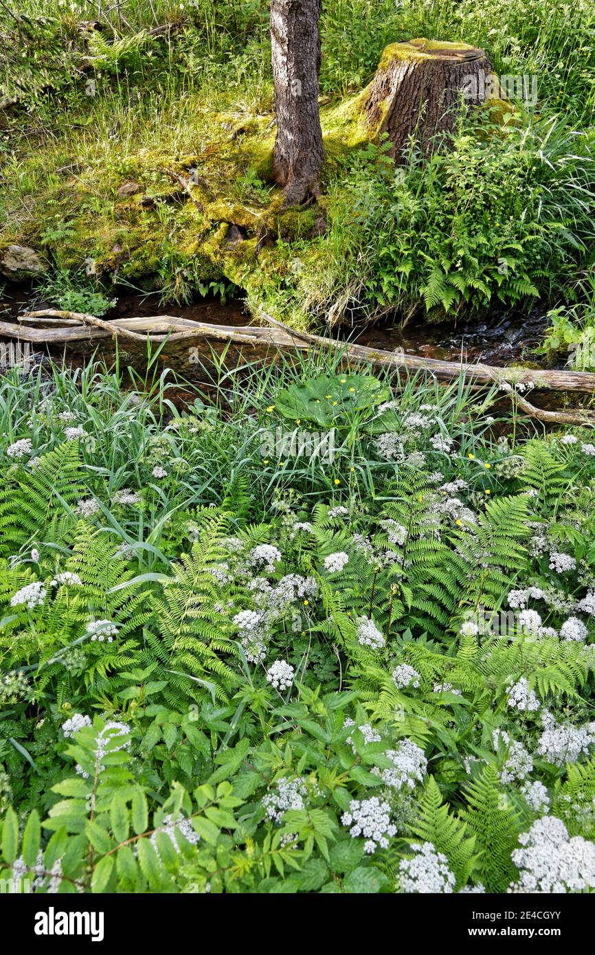 Deutschland, Thüringen, Gehren, schmaler Bach, Bank, Baumstumpf, Totholz, Farne, Moos, Blumen Stockfoto