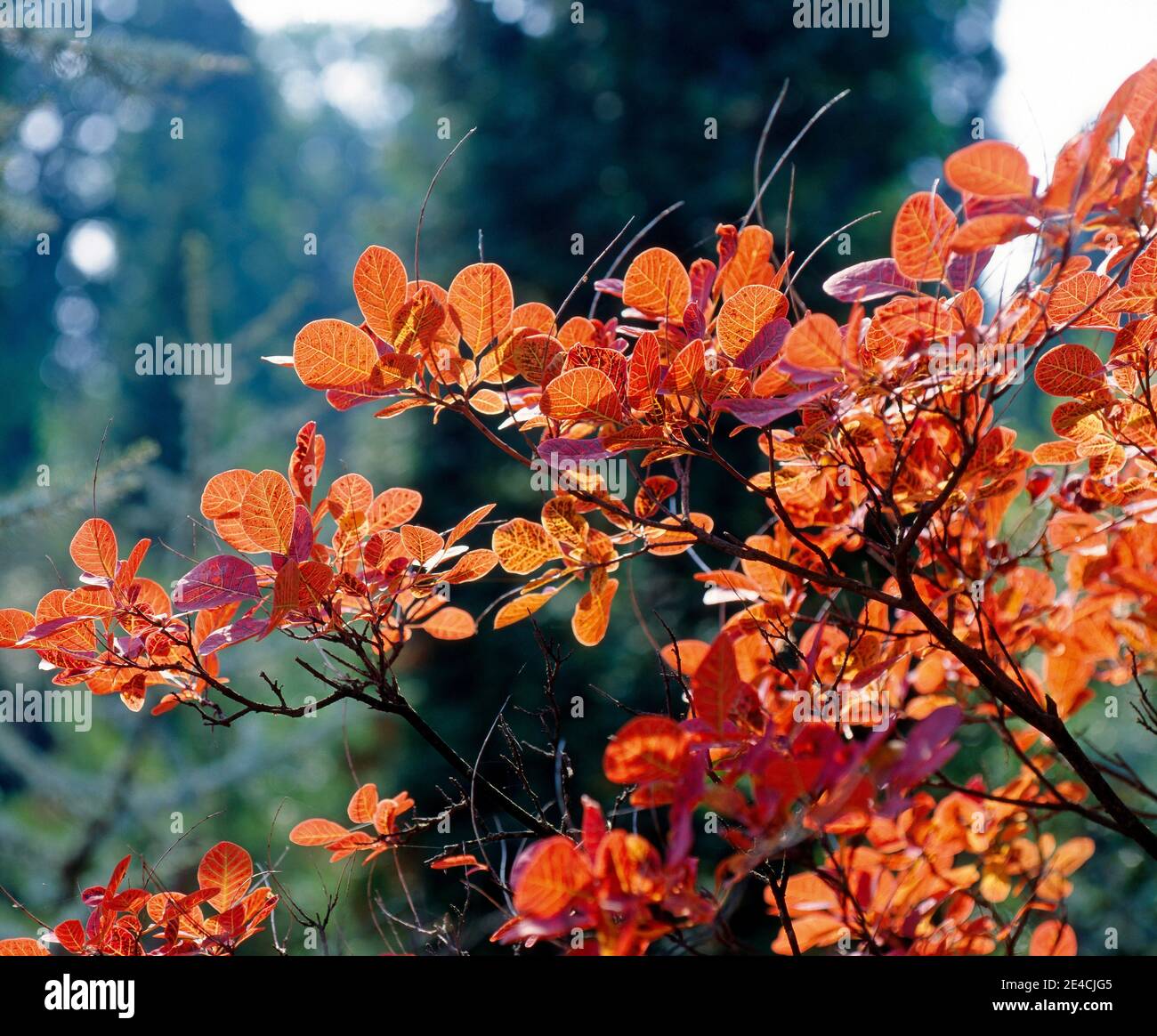 Perücken im Herbst mit dekorativem rotem Laub im Garten Stockfoto