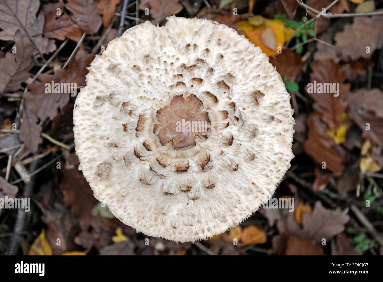 Riesenschirmpilz, Macrolepiota procera, auch Sonnenschirm, ein guter essbarer Pilz, wenn jung, aber geschmacklos, wenn alt. Roh ist giftig. Seine auffällig große Mütze wird mit dem Alter fast flach und kann einen Durchmesser von 30 cm erreichen. Stockfoto