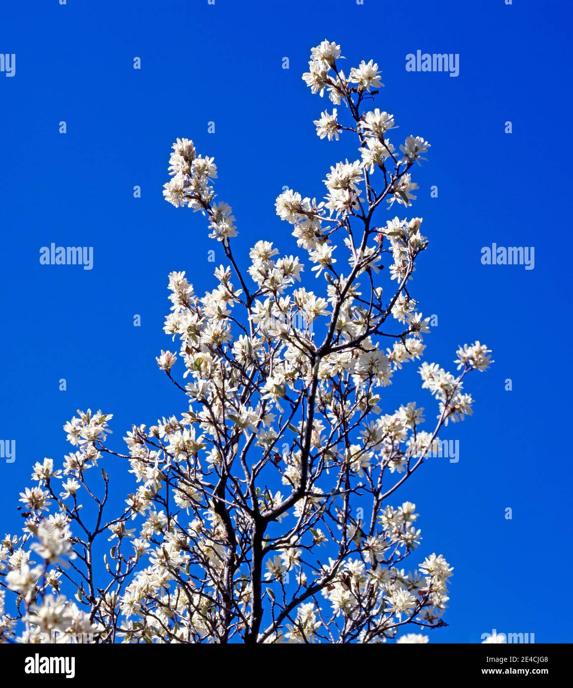 Im Frühling des Berges blüht die Felsenkirsche, auch Weichselohr genannt, auf zahlreichen Felshängen in den hohen Bergen Stockfoto