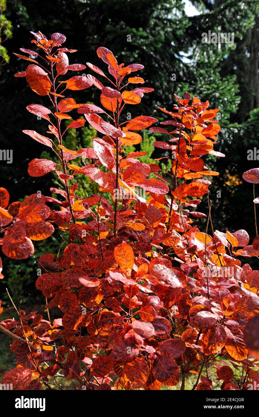 Perücken im Herbst mit dekorativem rotem Laub im Garten, ein dekoratives Zierholz Stockfoto