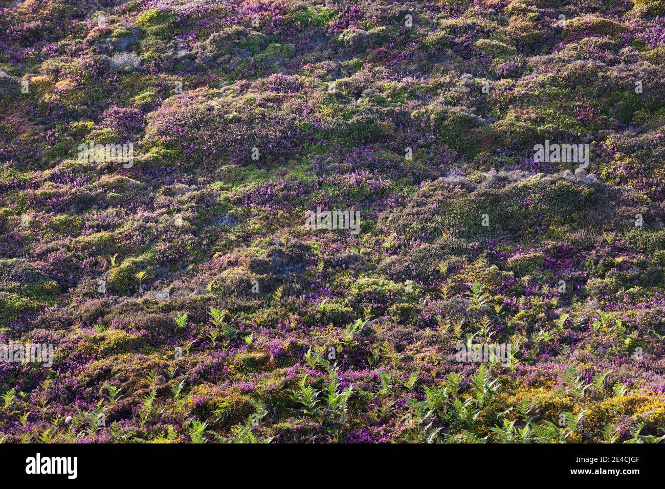 Blühende Heide im warmen Abendlicht auf dem Hochplateau des Cap Frehels. Stockfoto