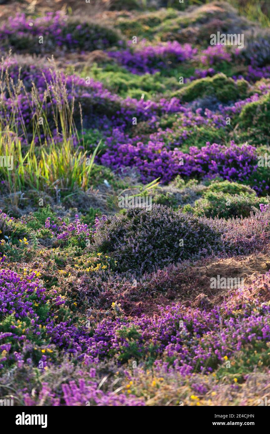 Blühende Heide im warmen Abendlicht auf dem Hochplateau des Cap Frehels. Stockfoto