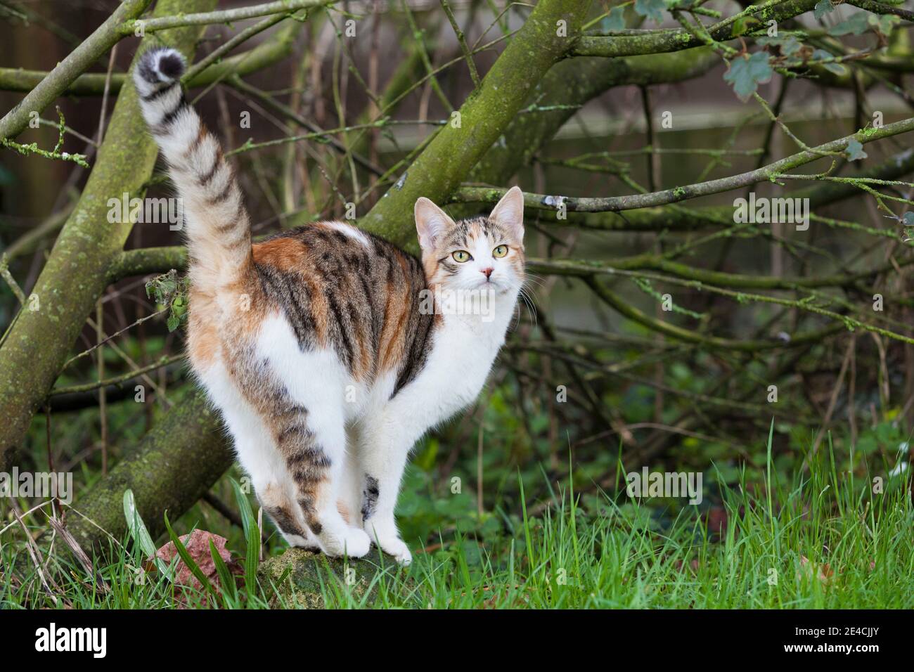 Junge Katze mit farbigem Fell unterwegs im Garten. Stockfoto