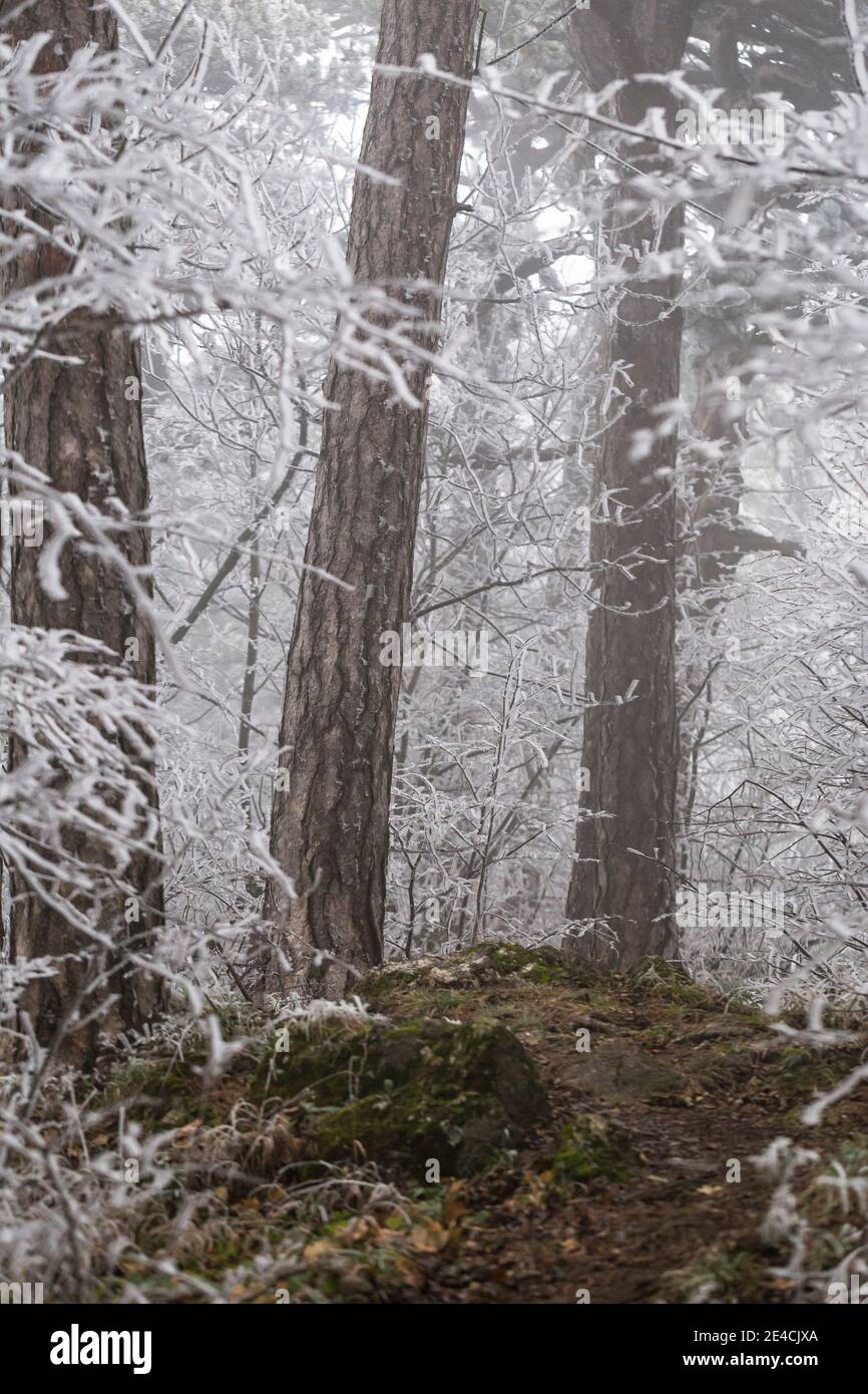 Reif an Ästen und Bäumen im Wald, seltenes Naturschauspiel am Parapluieberg im Wienerwald, Perchtoldsdorf, Niederösterreich, Österreich Stockfoto