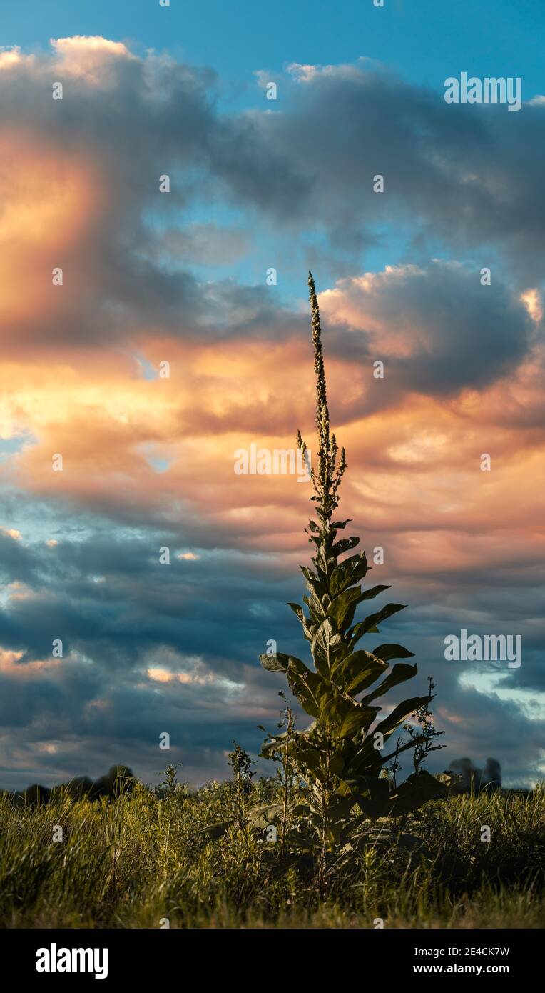 Verbascum, Mullein bei Sonnenuntergang - Modifikation - Komposition Stockfoto
