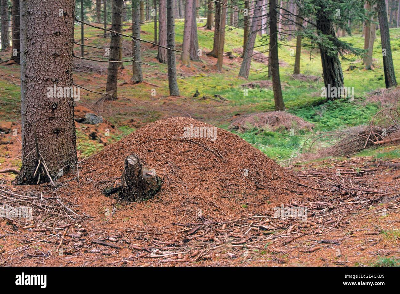 Ameisenhaufen im Nadelwald Stockfoto