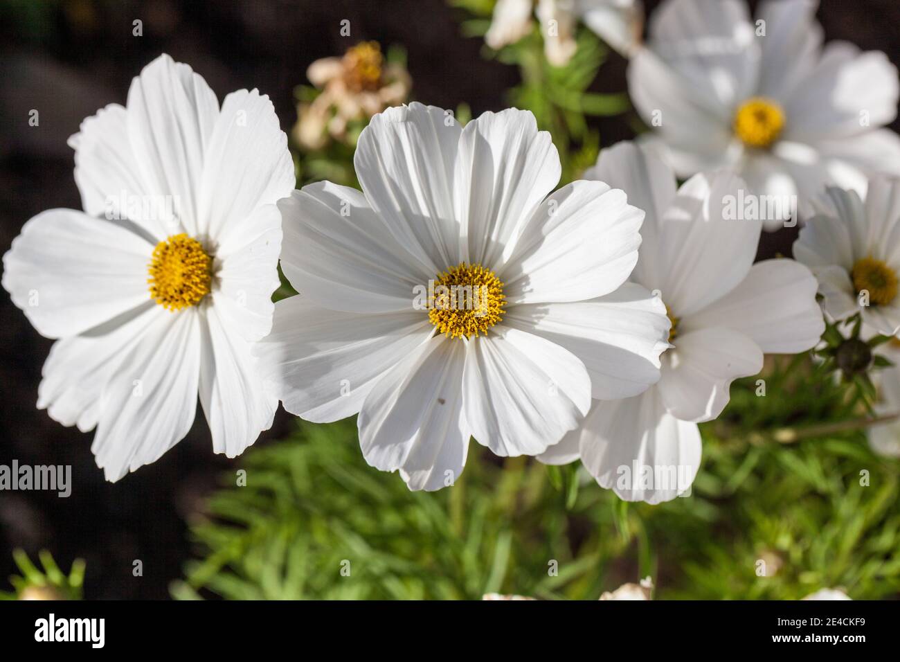 Garten Kosmos, Rosenskära (Cosmos Bipinnatus) Stockfoto