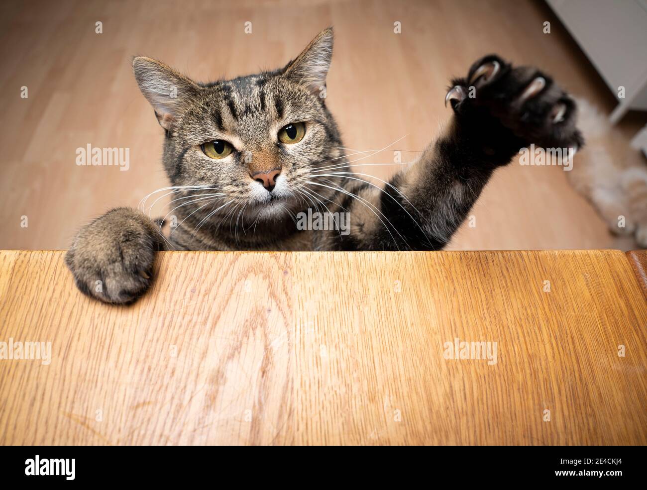 Gierige tabby Katze Aufzucht auf Holztisch mit Kopie Platz ragende Pfote Reching für Nahrung Stockfoto