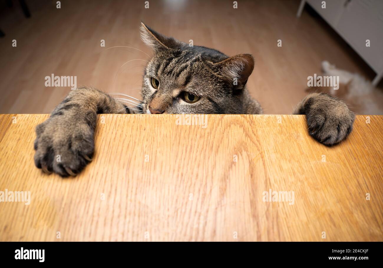 Gierig neugierig tabby Katze Aufzucht bis lehnte Pfoten auf wodden Tabelle mit Kopierbereich Stockfoto