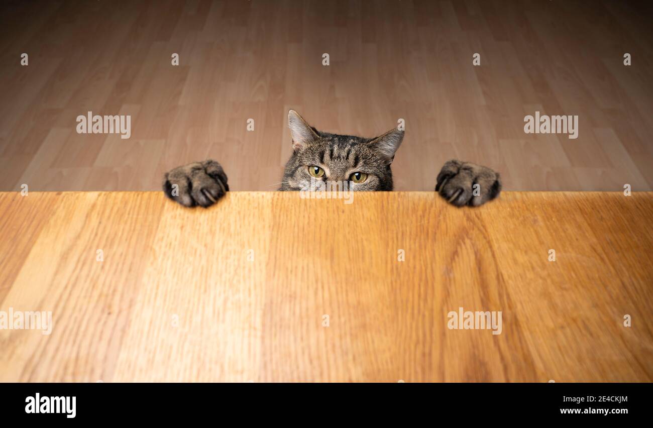 Gierig neugierig tabby Katze Aufzucht bis lehnte Pfoten auf wodden Tabelle mit Kopierbereich Stockfoto