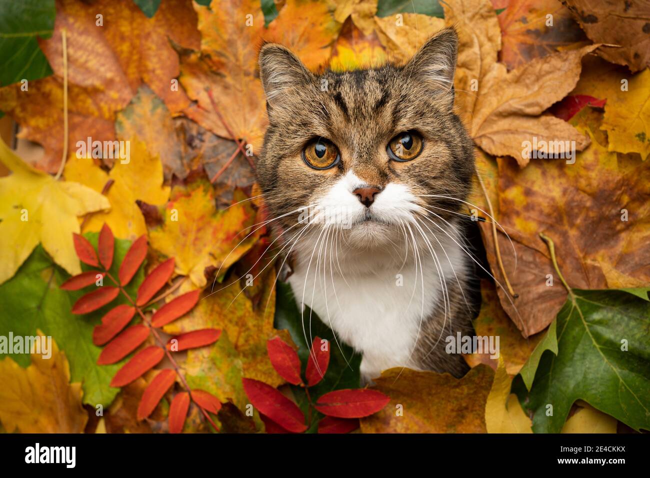 Rote Und Weisse Britisch Kurzhaar Katze Von Der Seite Liegend Auf Einem Weissen Hintergrund Zu Sehen Stockfotografie Alamy
