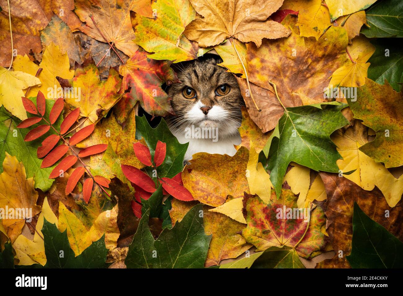 Neugierige gestromte weiße britische Kurzhaarkatze, die durch ein Loch schaut Von verschiedenen farbigen Herbstblättern mit Kopierraum Stockfoto