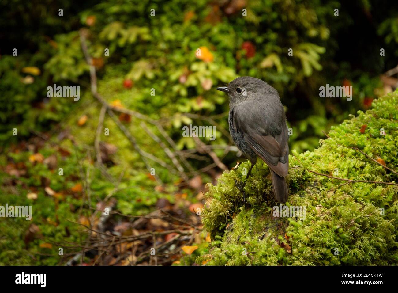 South Island Robin im grünen Wald von Fiordland, von South Island, Neuseeland Stockfoto
