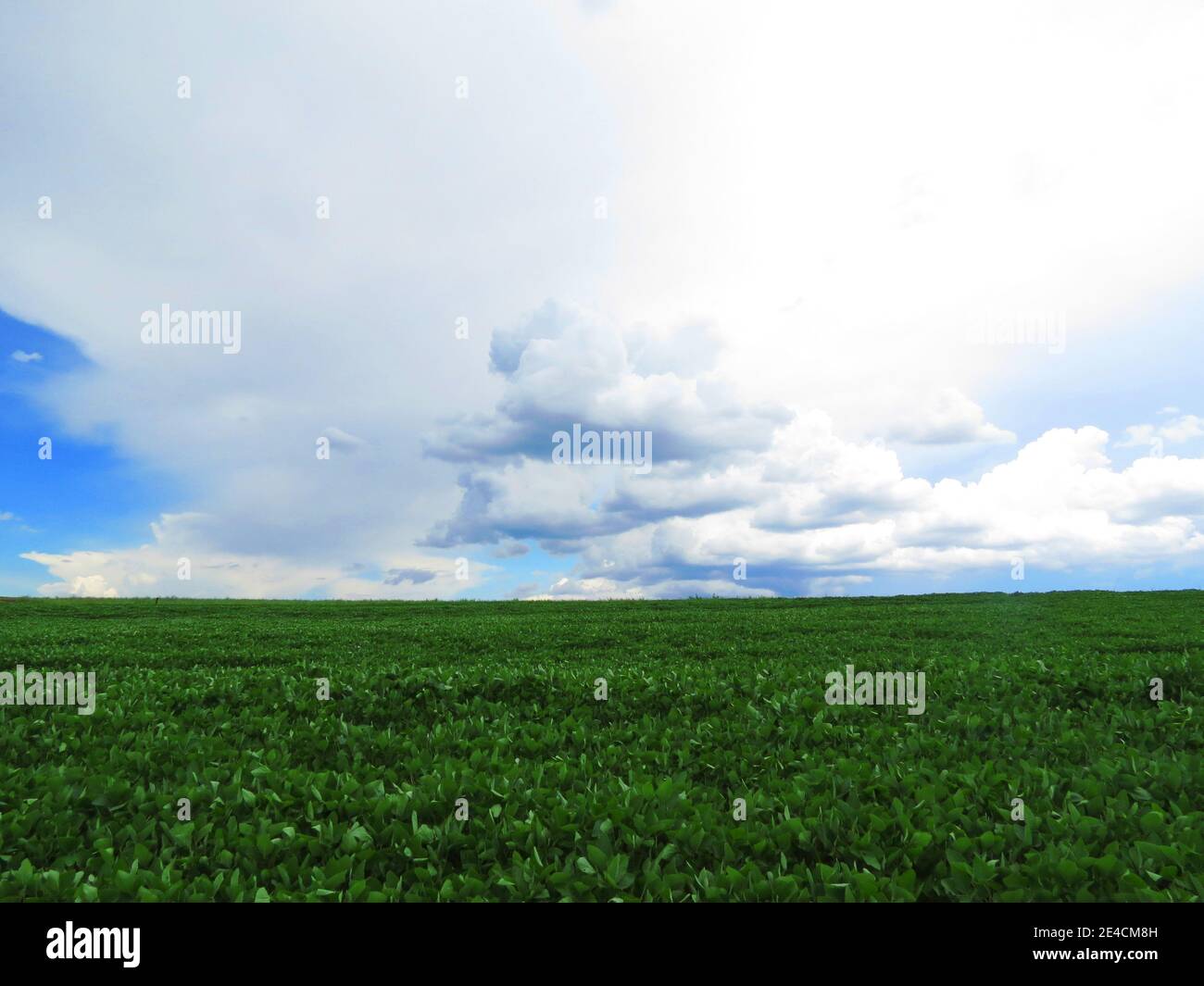 Grüne gesunde Plantage mit wolkenblauem Himmel Stockfoto