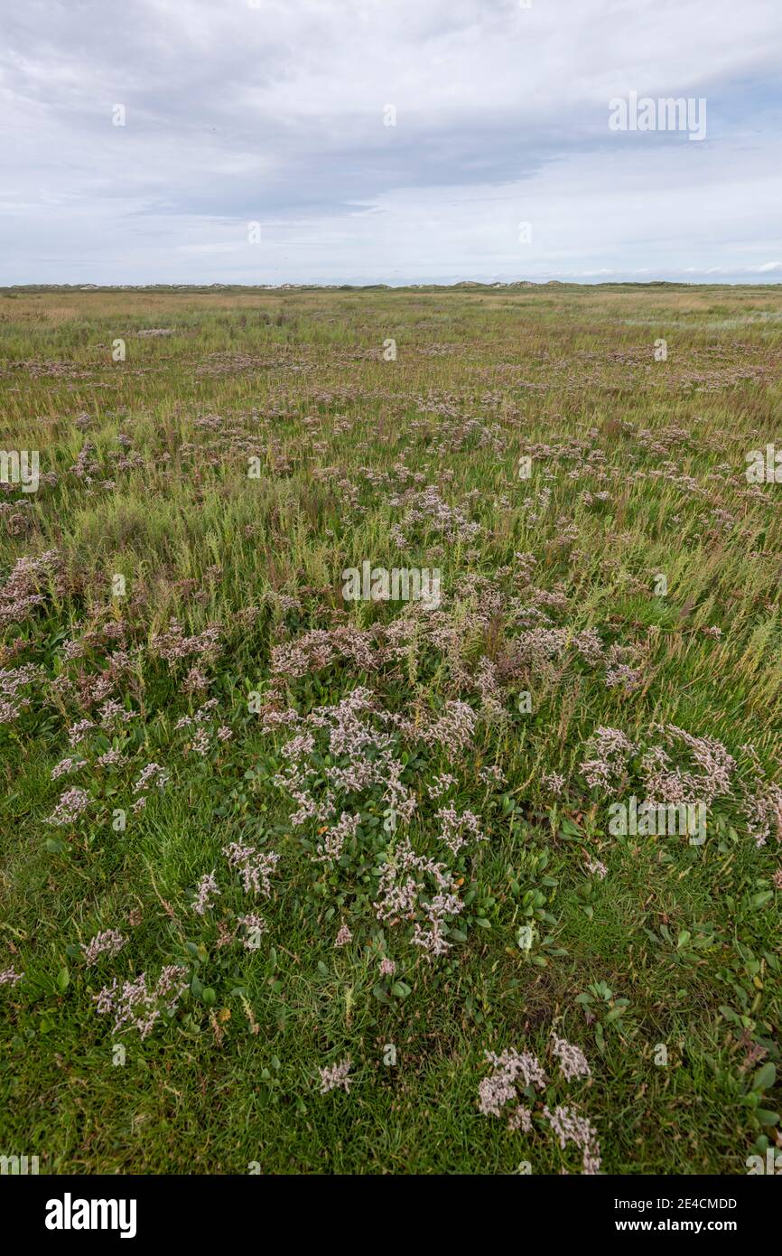 Europa, Deutschland, Niedersachsen, Nordsee, Ostfriesische Inseln, Nationalpark Wattenmeer, Borkum, Salzwiesen mit Dünen im Hintergrund Stockfoto