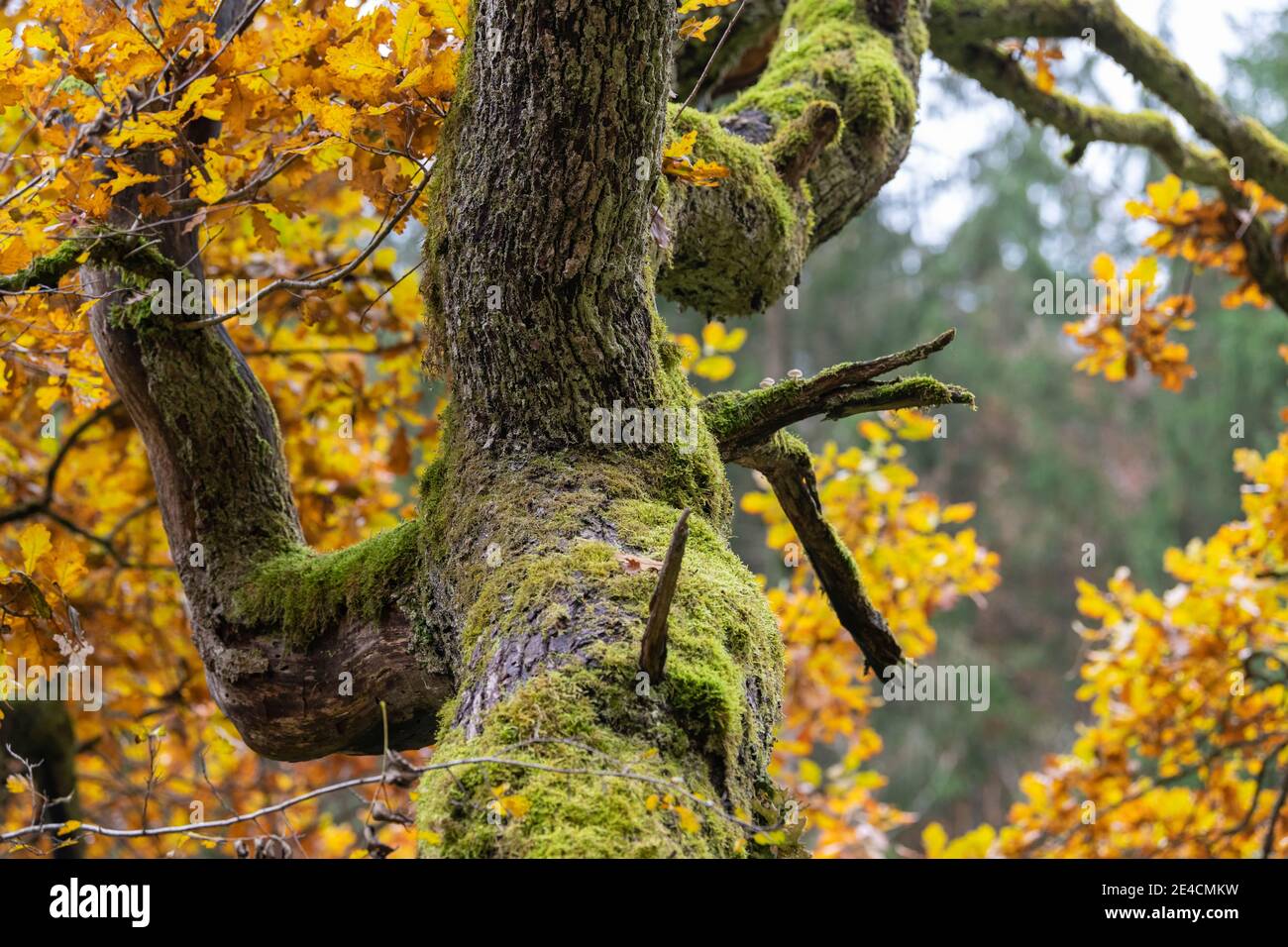 Europa, Deutschland, Baden-Württemberg, Schwäbische Alb, Biosphärengebiet, Herbstwald Stockfoto