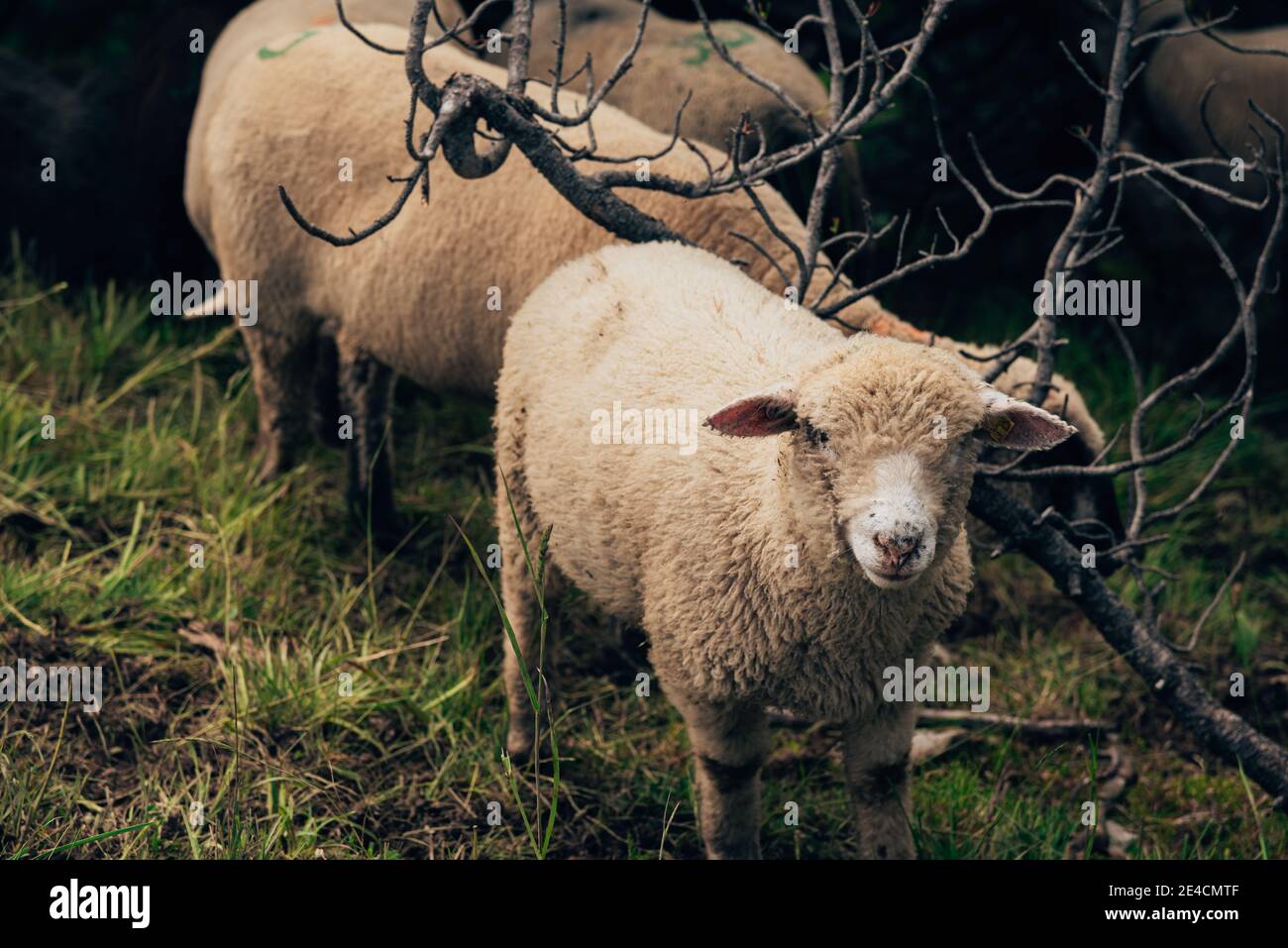 Schafe auf einer Weide in den Bergen der Schweiz Stockfoto