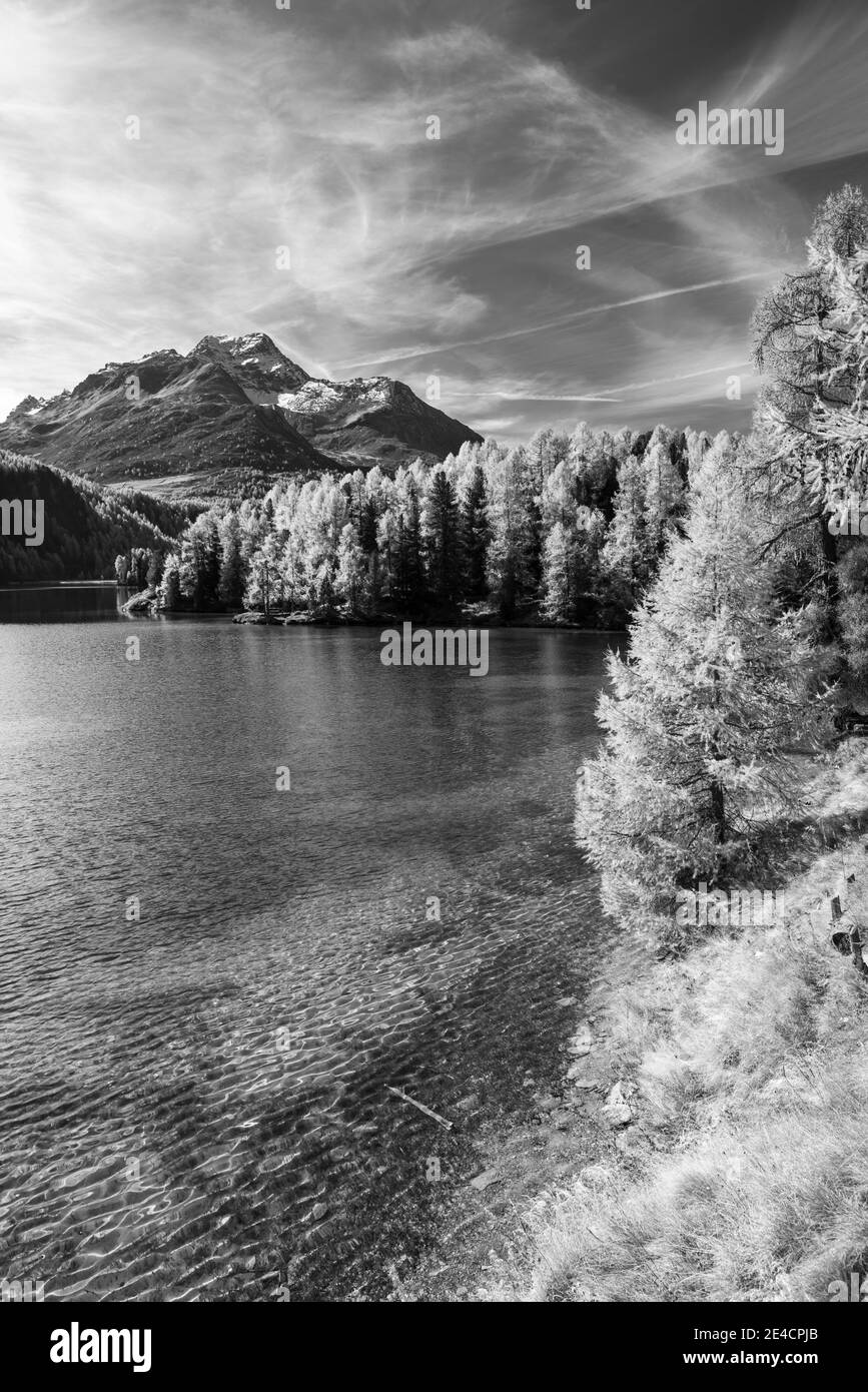 Schweiz, Graubünden, Engadin, Oberengadin, Sils, Sillersee, keusche Halbinsel, Herbstwald und klares Wasser mit Piz da la Margna Stockfoto