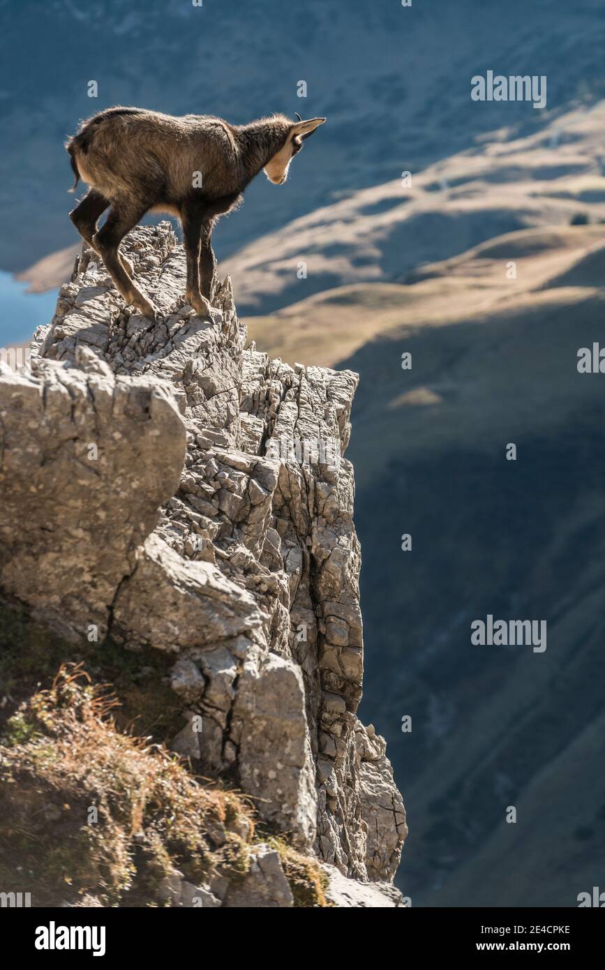 Österreich, Vorarlberg, Warth, Grosser Widderstein, Gämsen auf einem Felsen am Hang Stockfoto