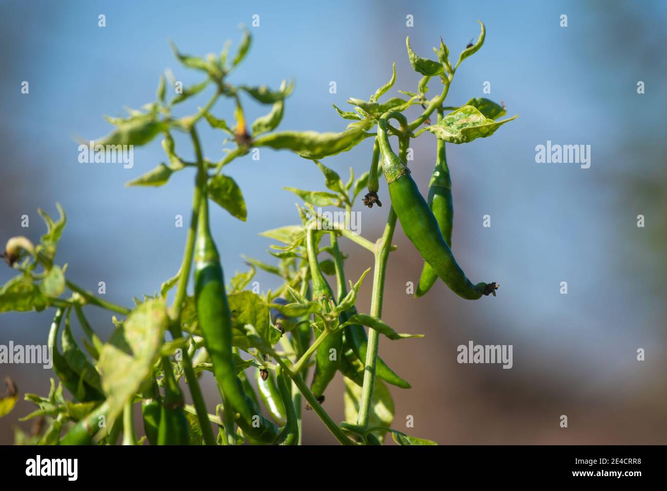Grüne Chilischoten wachsen auf Baum im Garten Stockfoto