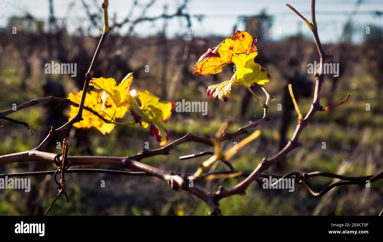 Weinberg in der Nähe von Coursan im Herbst Stockfoto