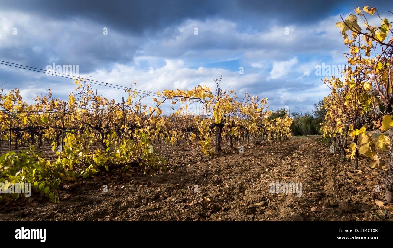 Weinberg in der Nähe von Coursan im Herbst Stockfoto