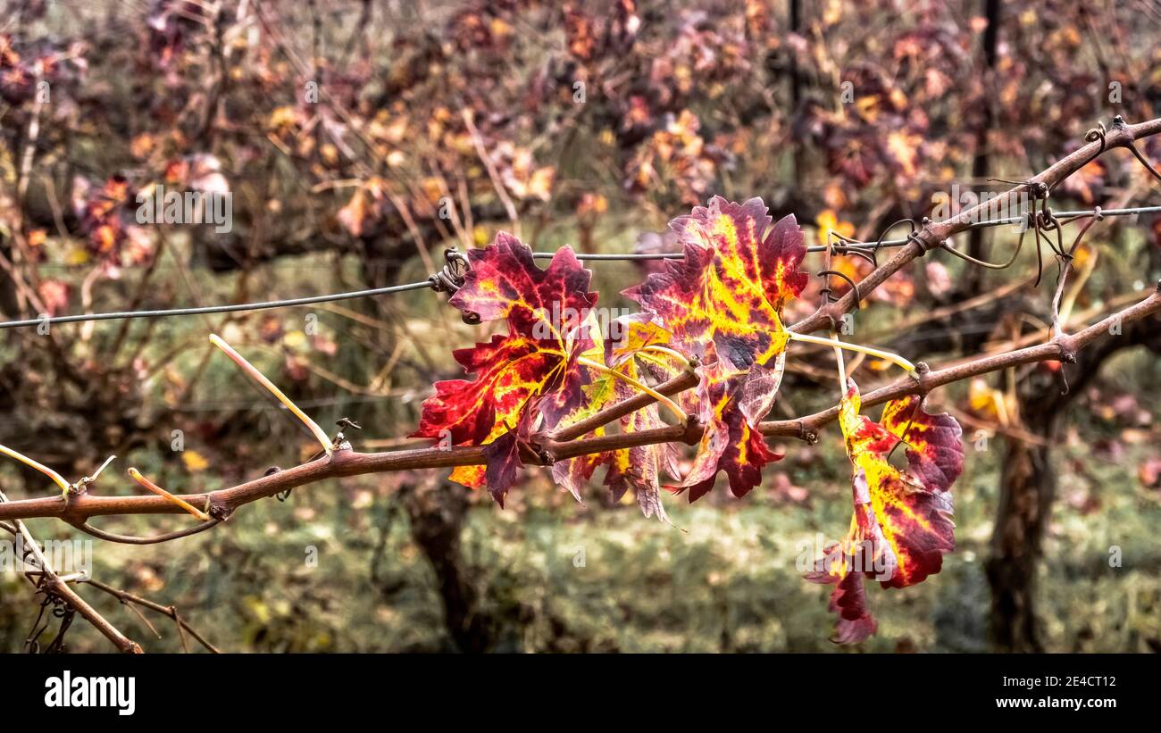 Weinrebe verlässt im Herbst bei Coursan Stockfoto