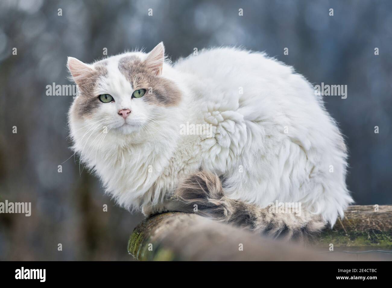 Hauskatze im Freien, Katzenoptik, Hauskatze, Katze Stockfoto