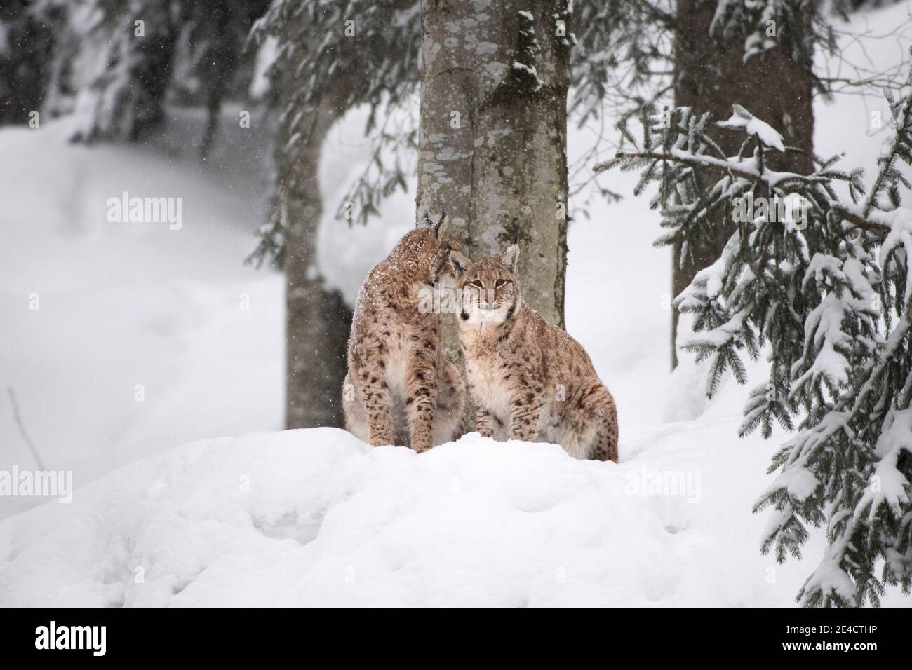 Lynx im Tiefschnee Stockfoto